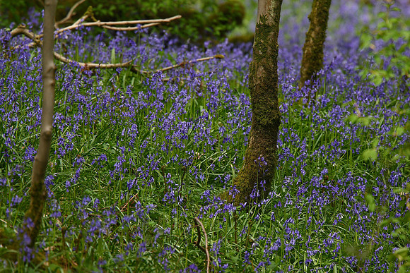 Bluebells