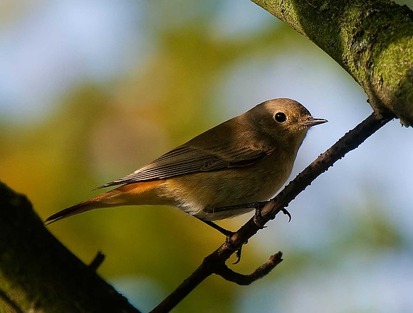 Redstart