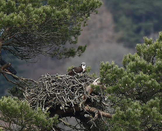Osprey