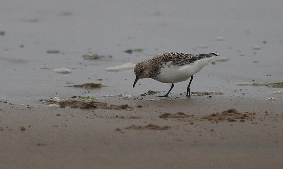 Sanderling