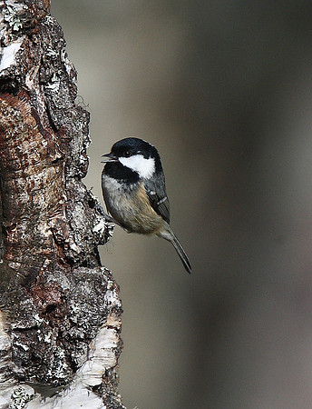 Coal Tit
