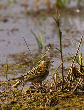 Meadow Pipit