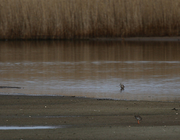 Long-billed Dowitcher