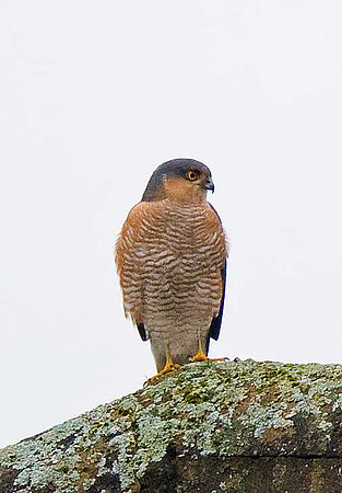 Sparrowhawk