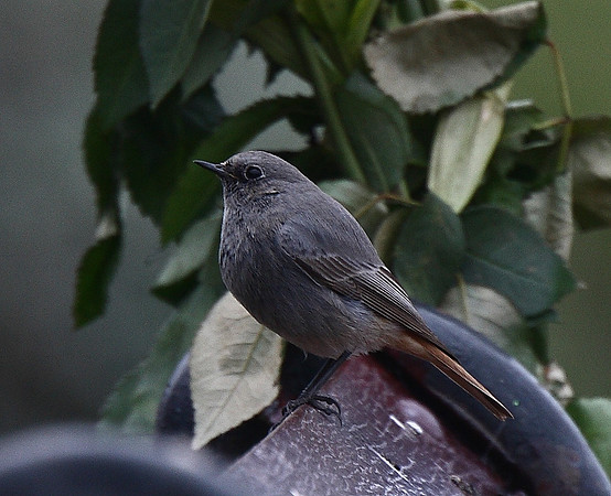 Black Redstart
