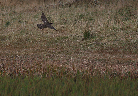 Sparrowhawk