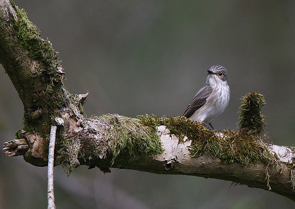 Spotted Flycatcher
