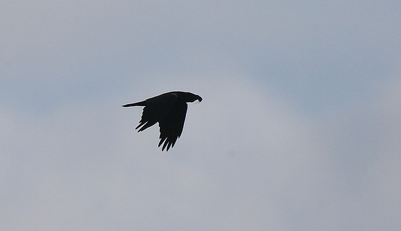 Raven