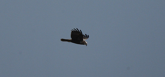 Marsh Harrier