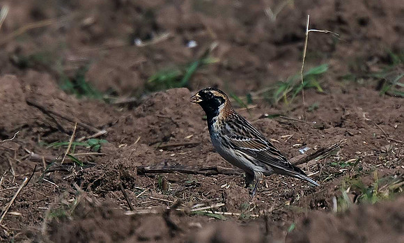 Lapland Bunting