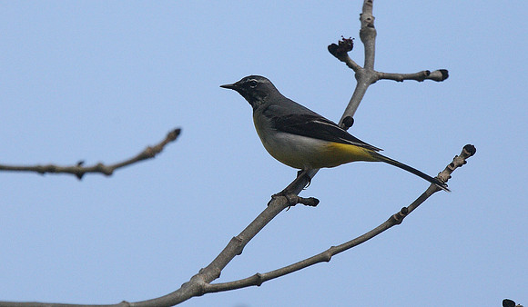 Grey Wagtail