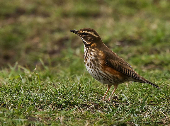 Redwing