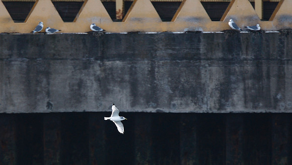 Kittiwake