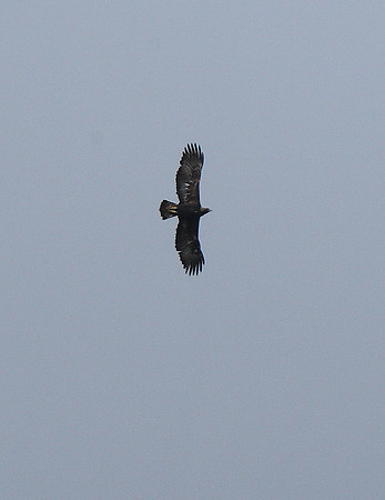 Buzzard