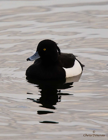 Tufted Duck