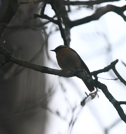 Redstart