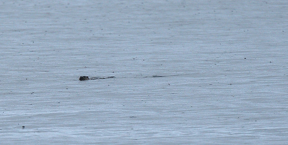 Otter