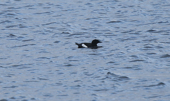Black Guillemot
