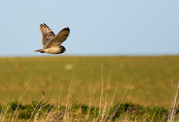 Short-eared Owl