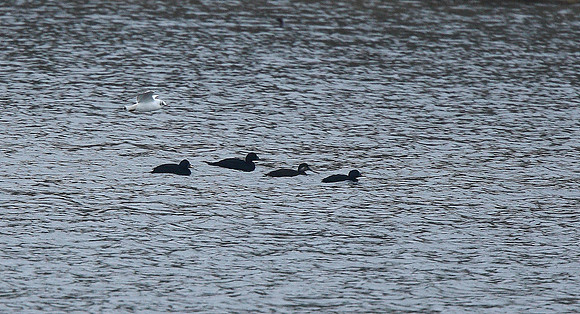 Common Scoters