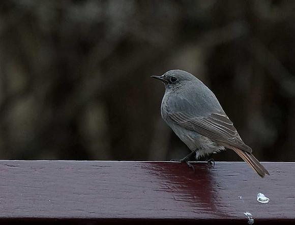Black Redstart