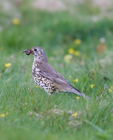 Mistle Thrush