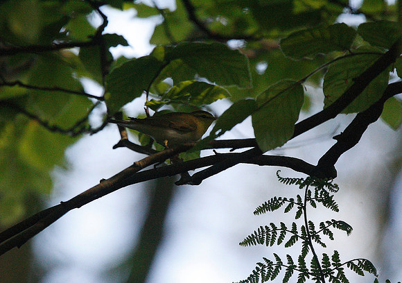 Wood Warbler