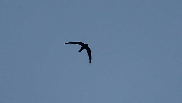 Pallid Swift
