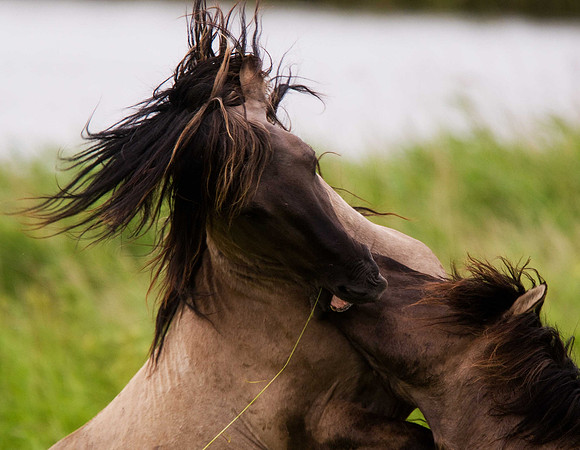 Konik Ponies