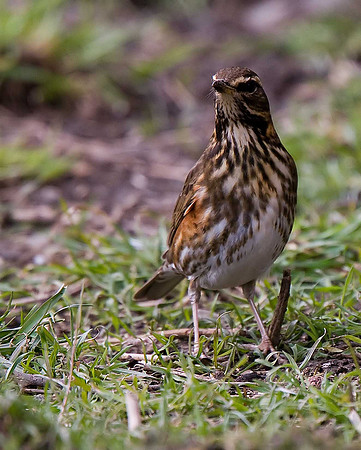 Redwing