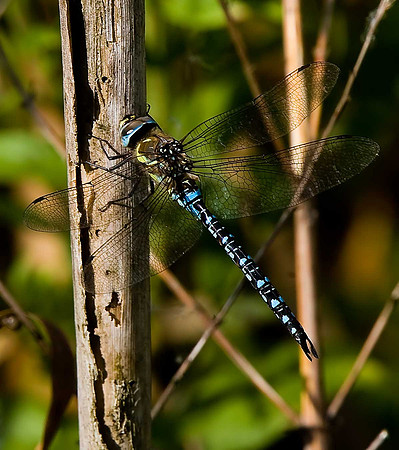 Migrant Hawker