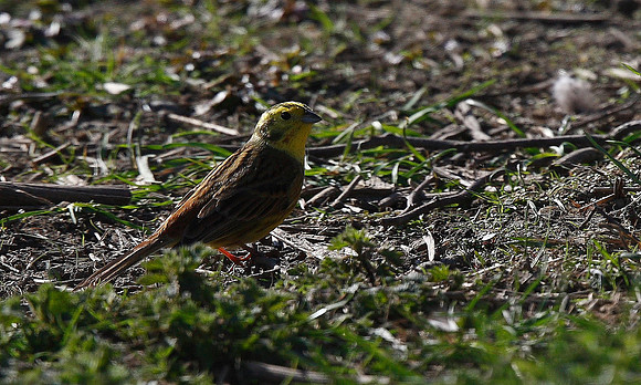 Yellowhammer