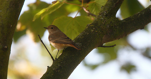 Redstart