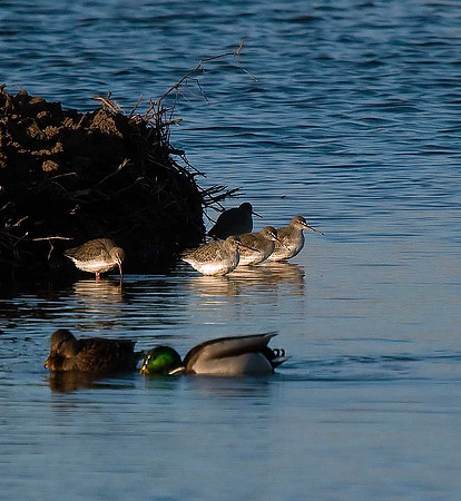 Spotted Redshank