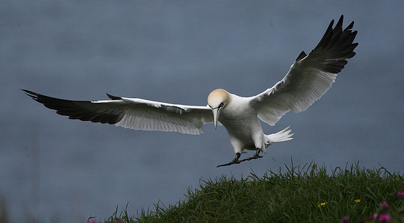 Gannet