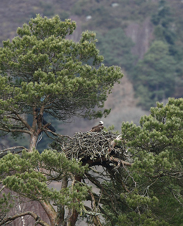 Osprey