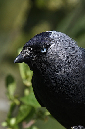 Jackdaw