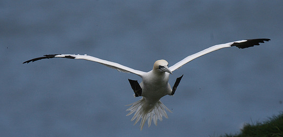 Gannet