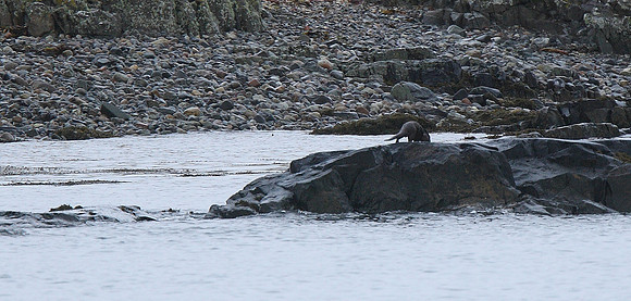 Otter