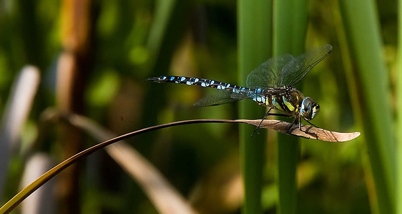 Common Hawker