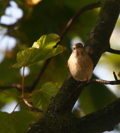 Redstart