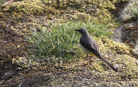 Grey Wagtail