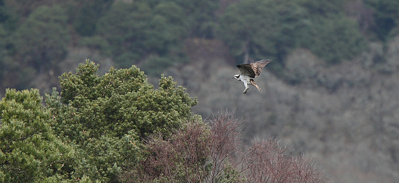 Osprey