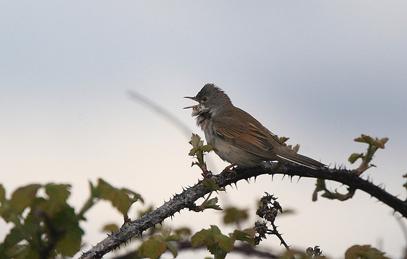 Whitethroat