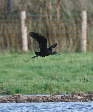 Glossy Ibis