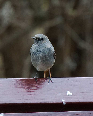 Black Redstart