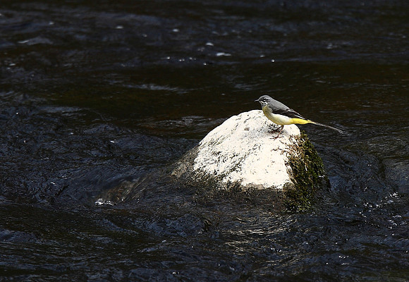 Grey Wagtail