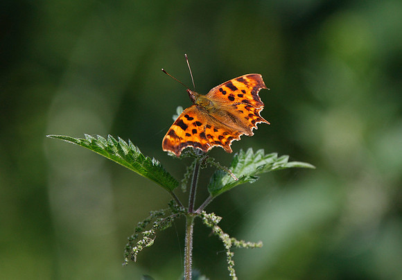 Comma