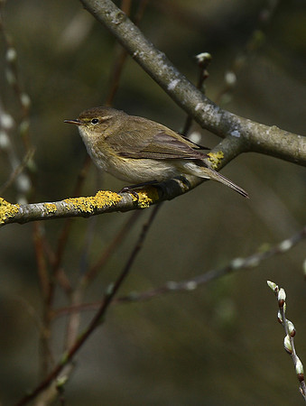 Chiffchaff