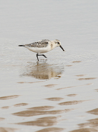 Sanderlings